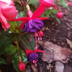 Meet your Posher, Elena